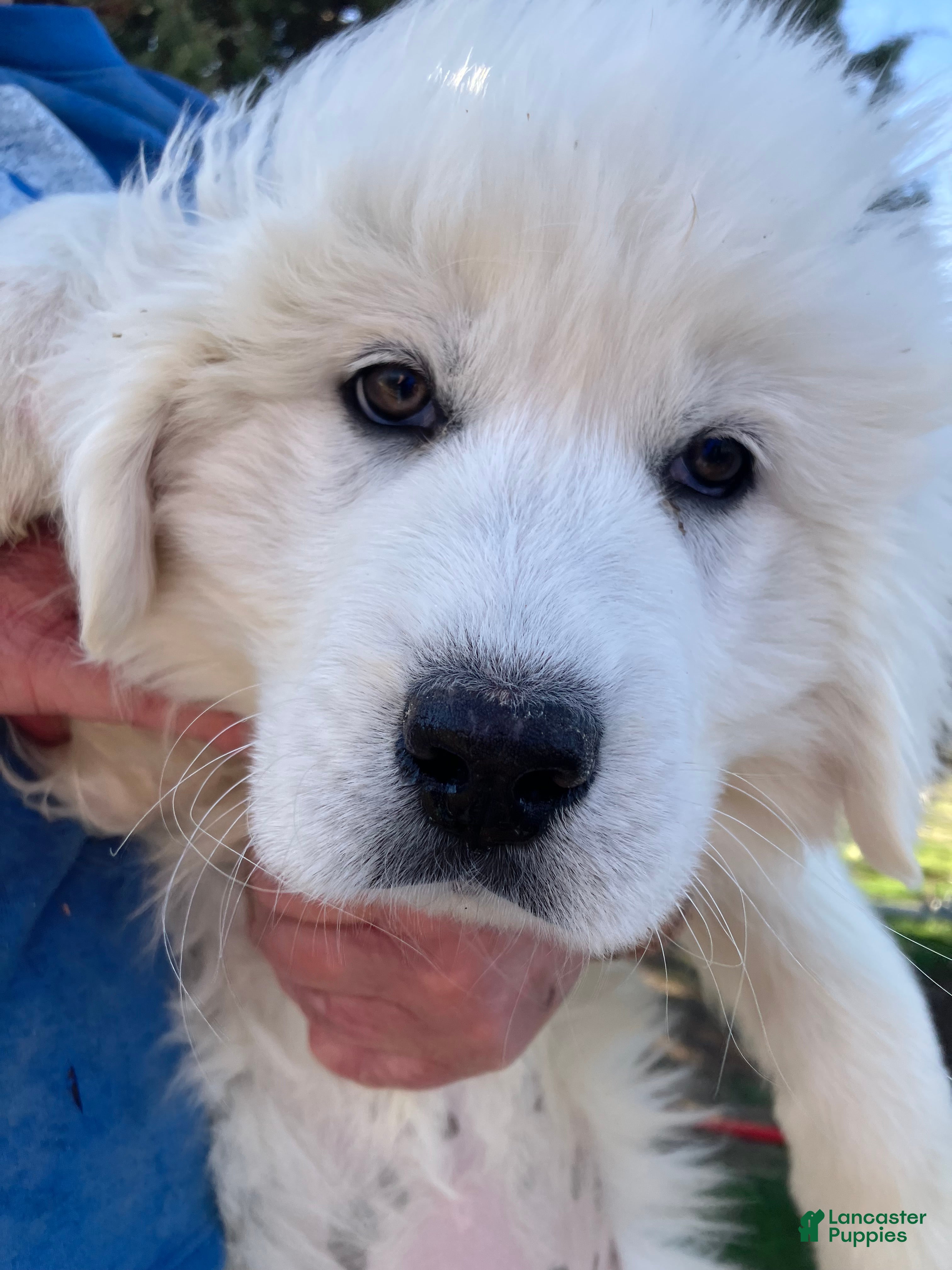 Great Pyrenees dogs Great Pyrenees Puppy 4 - Ad 9