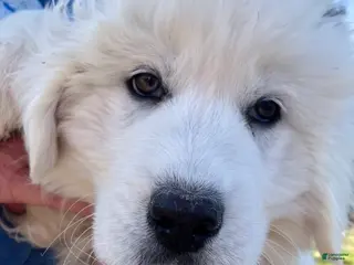 Great Pyrenees dogs Great Pyrenees Puppy 4 - Ad 9