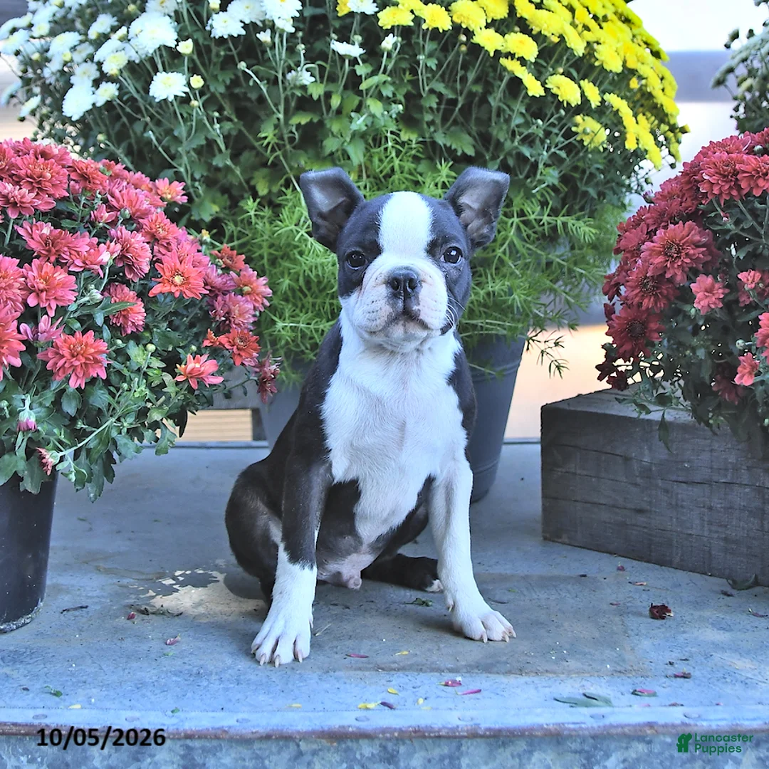 Boston Terrier dogs for sale: Harry - Ad 2