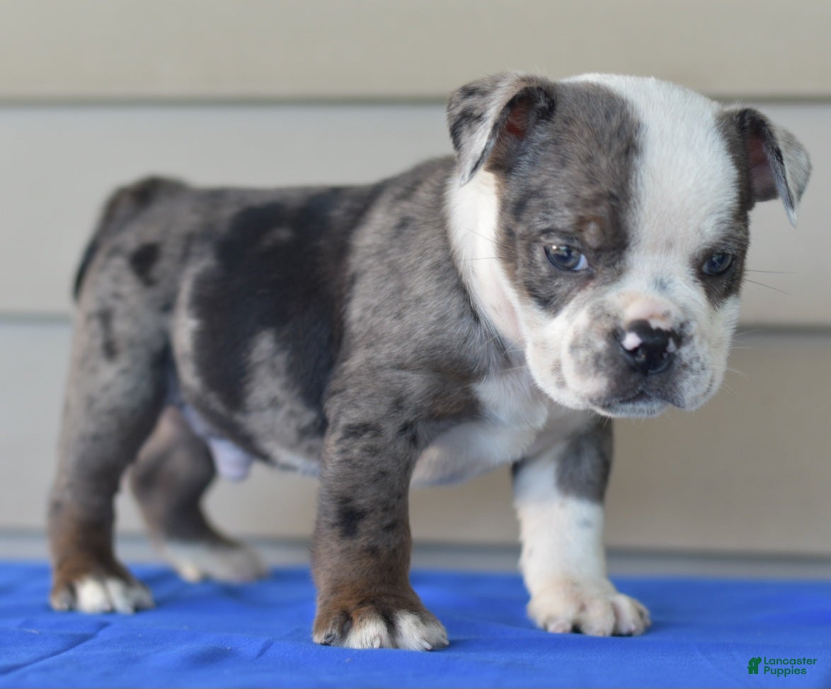 Mixed Breed dogs Tank hybrid bulldog puppy - Ad 1