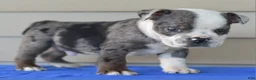 Mixed Breed dogs for sale: Tank hybrid bulldog puppy - Ad 1