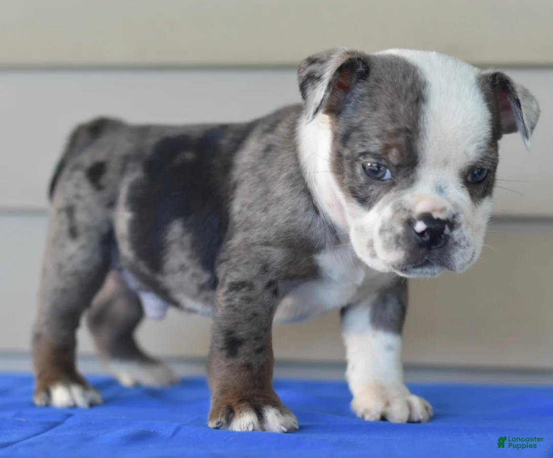 Mixed Breed dogs for sale: Tank hybrid bulldog puppy - Ad 1