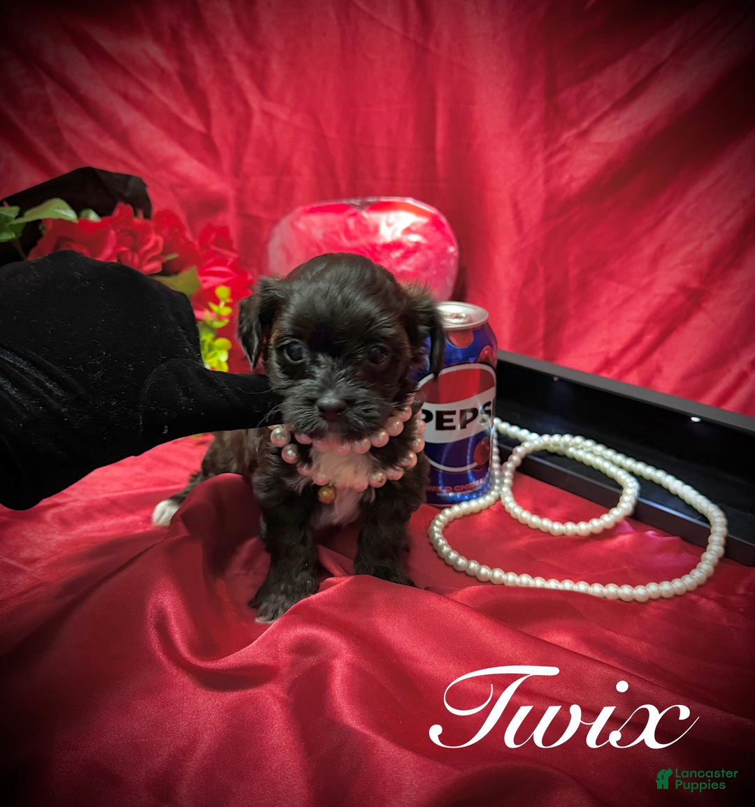 Yorkiepoo dogs for sale: Twix  - Ad 2