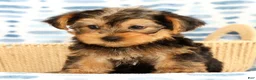Yorkshire Terrier dogs for sale: Bo - Ad 6
