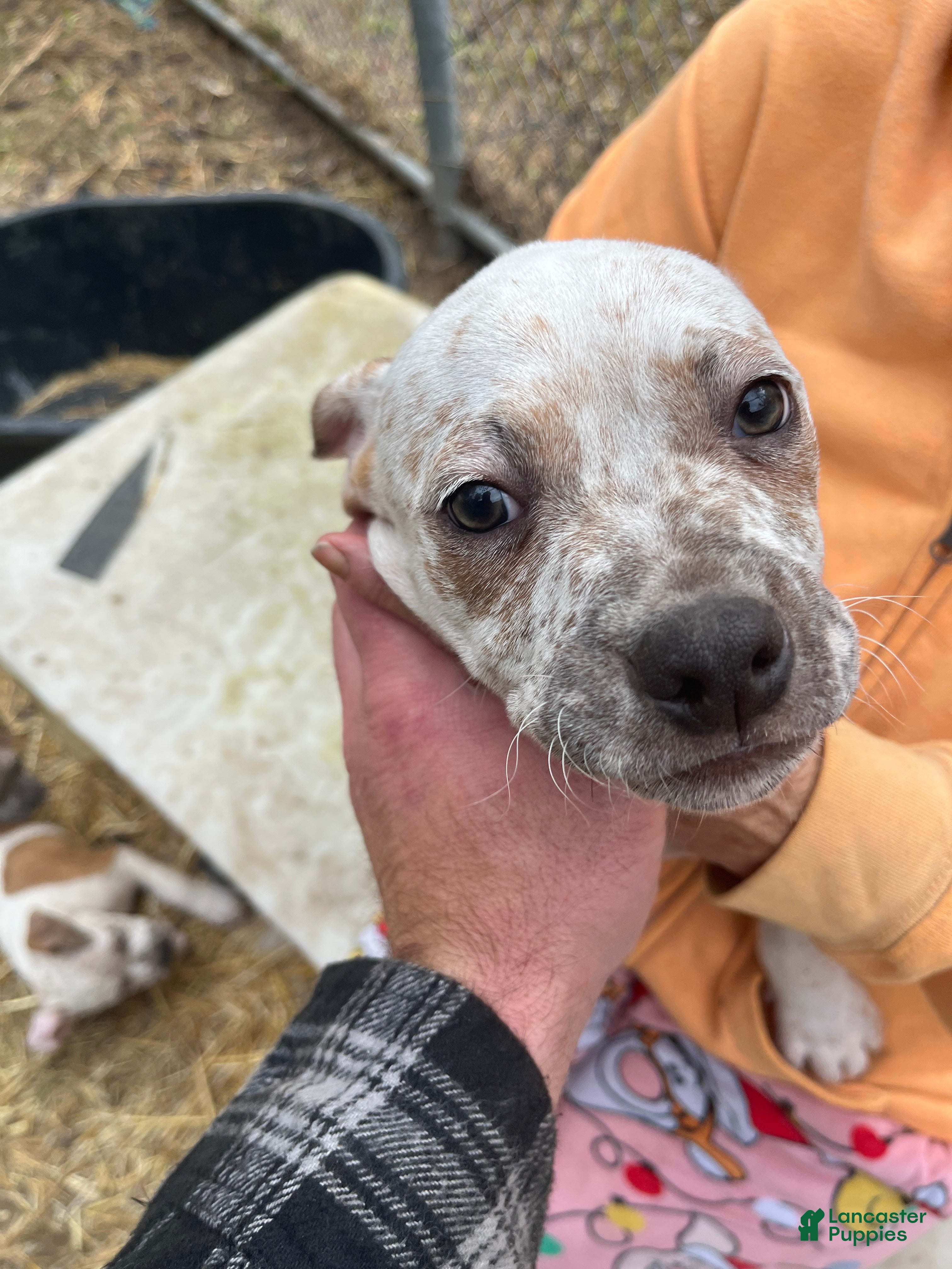 Mixed Breed dogs Mixed Breed Puppy 5 - Ad 6