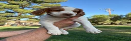 Brittany Spaniel dogs for sale: Brittany Spaniel 4 - Ad 9