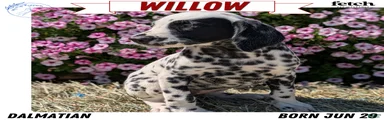 Willow 