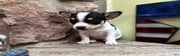 Chihuahua dogs for sale: 🐾Lisa~Tricolor Chihuahua - Ad 3