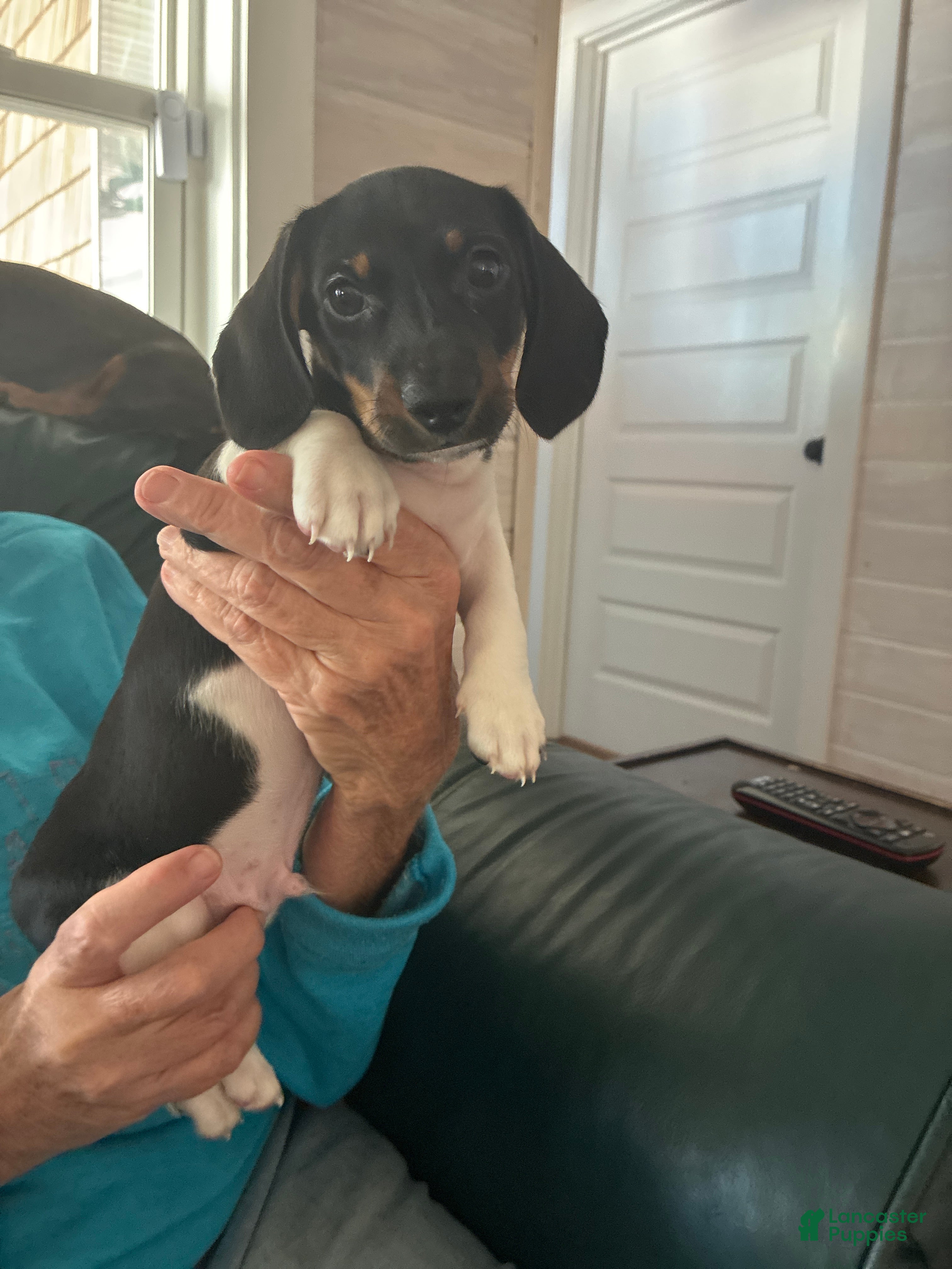 Miniature Dachshund dogs for sale: Diebels  - Ad 7