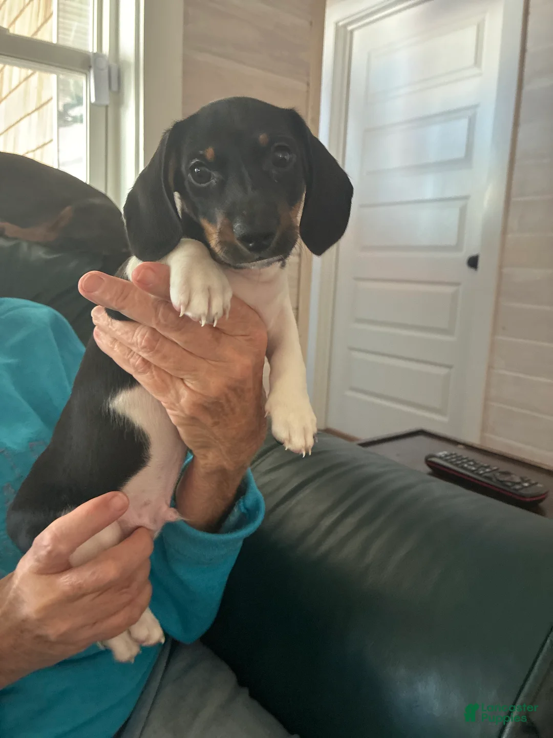 Miniature Dachshund dogs for sale: Diebels  - Ad 1