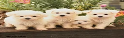Maltese dogs for sale: Ryan - Ad 5