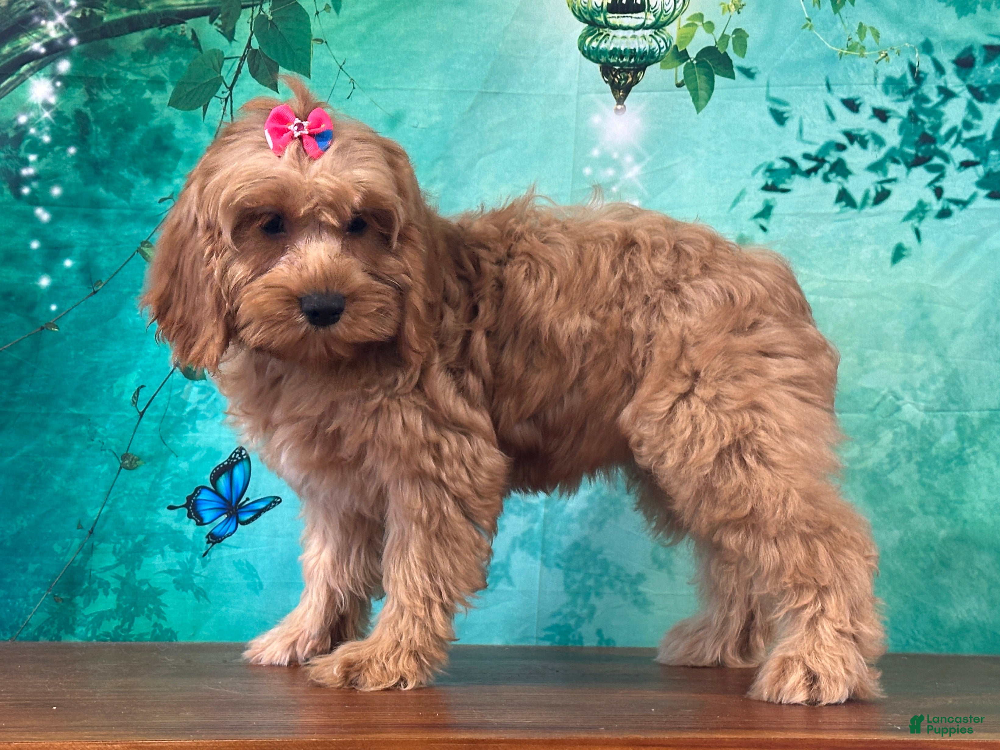Cockapoo dogs Cupcake - Ad 1