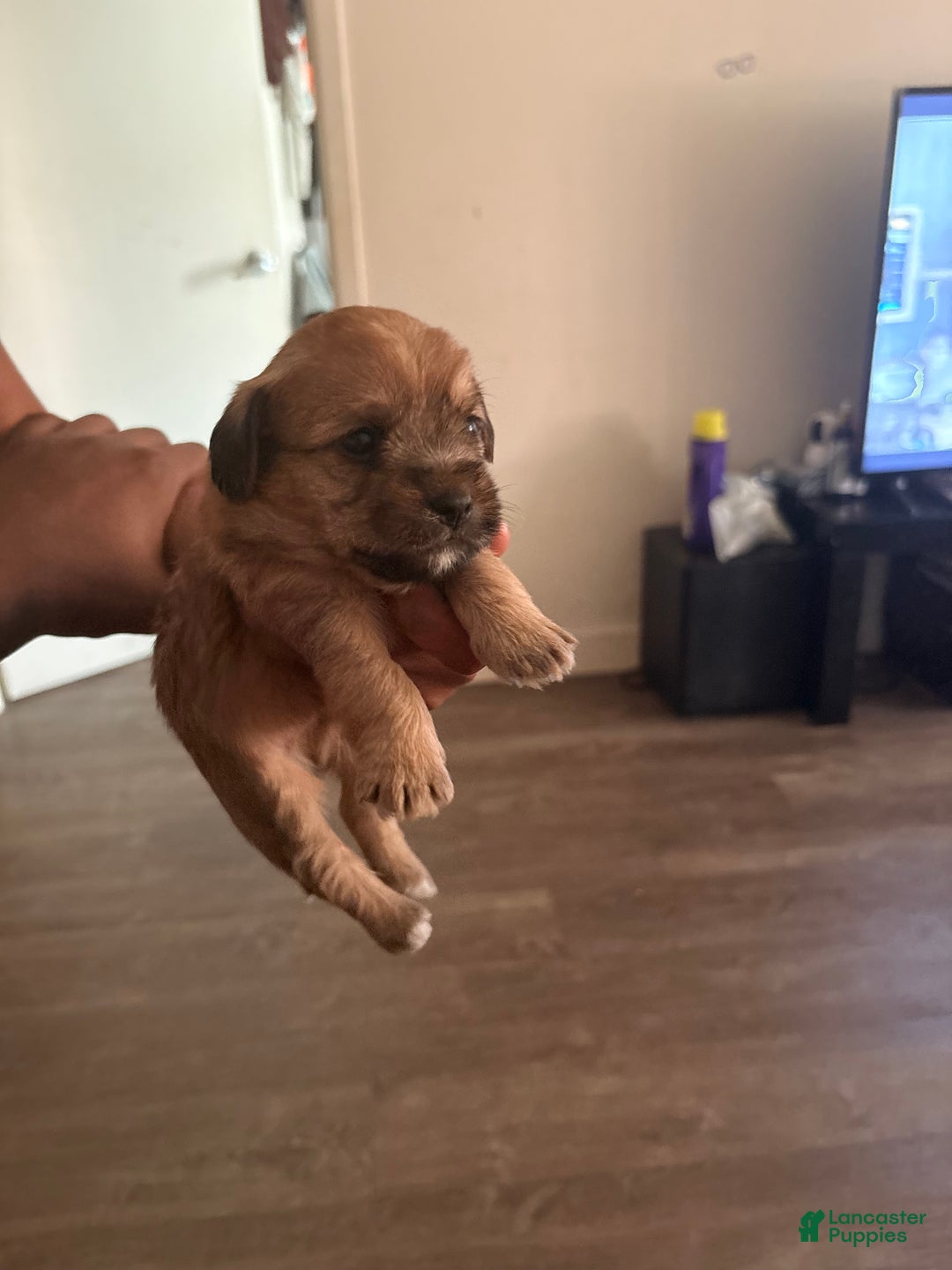 Mixed Breed dogs for sale: Baby Peanut - Ad 3