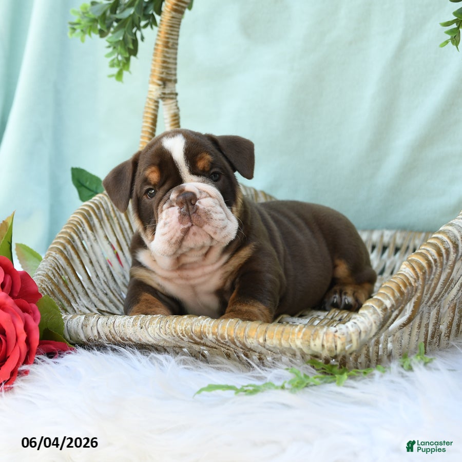 English Bulldog dogs Dallas - Ad 2