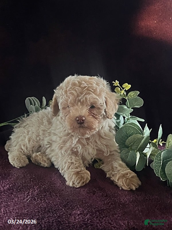 Miniature Poodle dogs Jackson - Ad 2