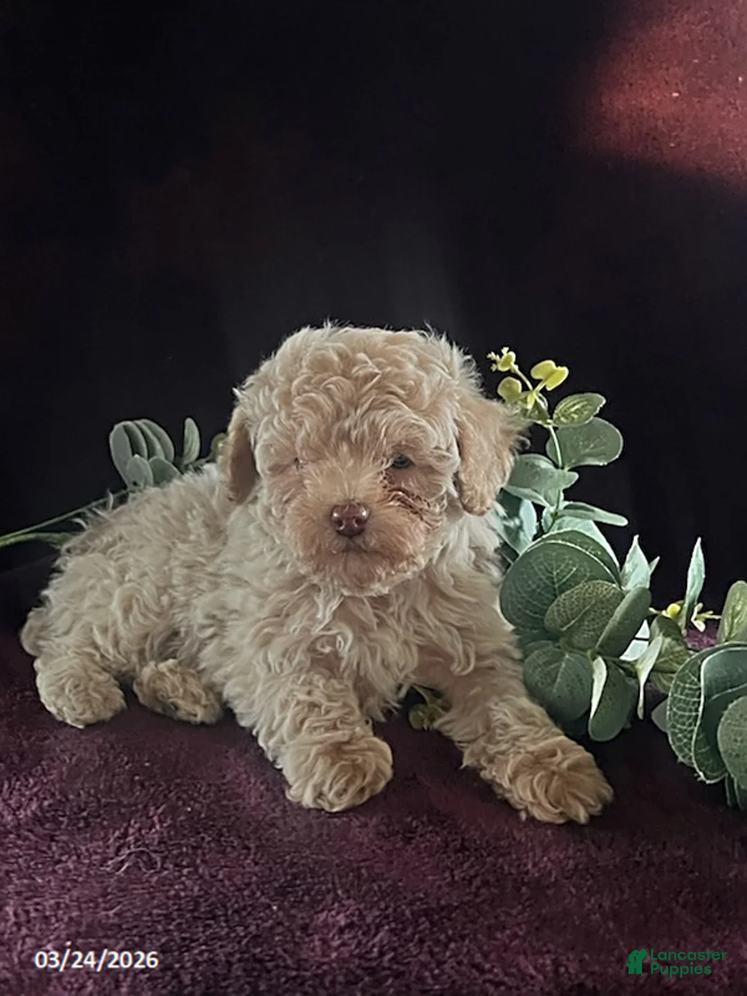 Miniature Poodle dogs for sale: Jackson - Ad 2