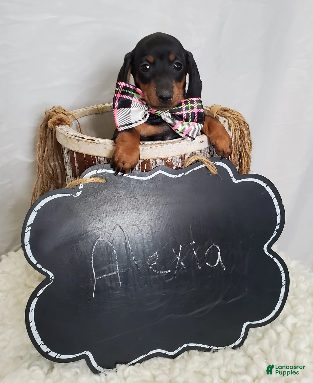 Miniature Dachshund dogs for sale: Alexia - Ad 4