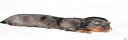 Miniature Dachshund dogs for sale: Hope - Ad 13