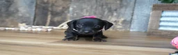 Miniature Dachshund dogs for sale: Ally - Ad 3