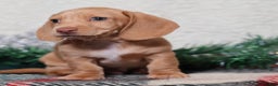 Dachshund dogs for sale: Sabre - Ad 7