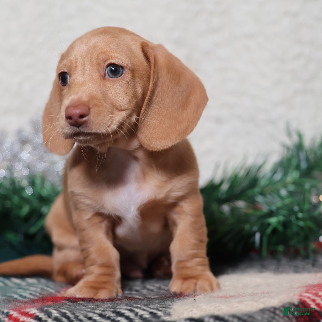 Dachshund dogs for sale: Sabre - Ad 7