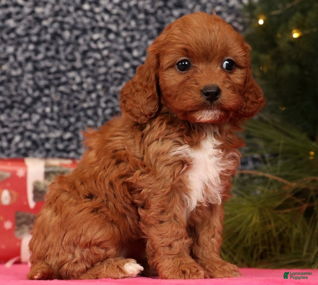 Cavapoo dogs for sale: Liberty - Ad 5