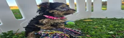 Yorkshire Terrier dogs for sale: Yorkshire Terrier 1 - Ad 4