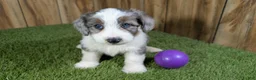 Mini Aussiedoodle dogs for sale: Sunset Girl 2 - Ad 2