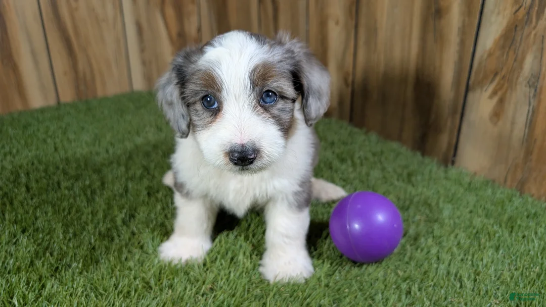 Mini Aussiedoodle dogs for sale: Sunset Girl 2 - Ad 2