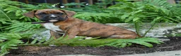 Boxer dogs for sale: Gunner - Ad 2