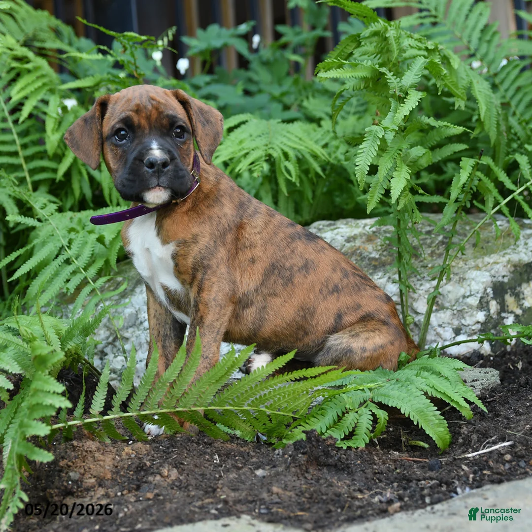 Boxer dogs for sale: Gunner - Ad 2