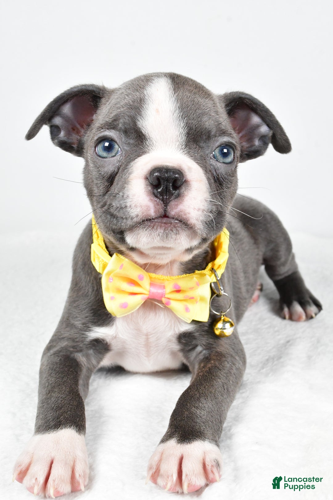 Boston Terrier dogs for sale: Wells - Ad 3
