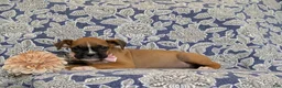 Boxer dogs for sale: Taite - Ad 2