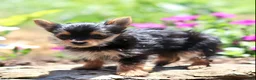 Yorkshire Terrier dogs for sale: Arlo - Ad 3