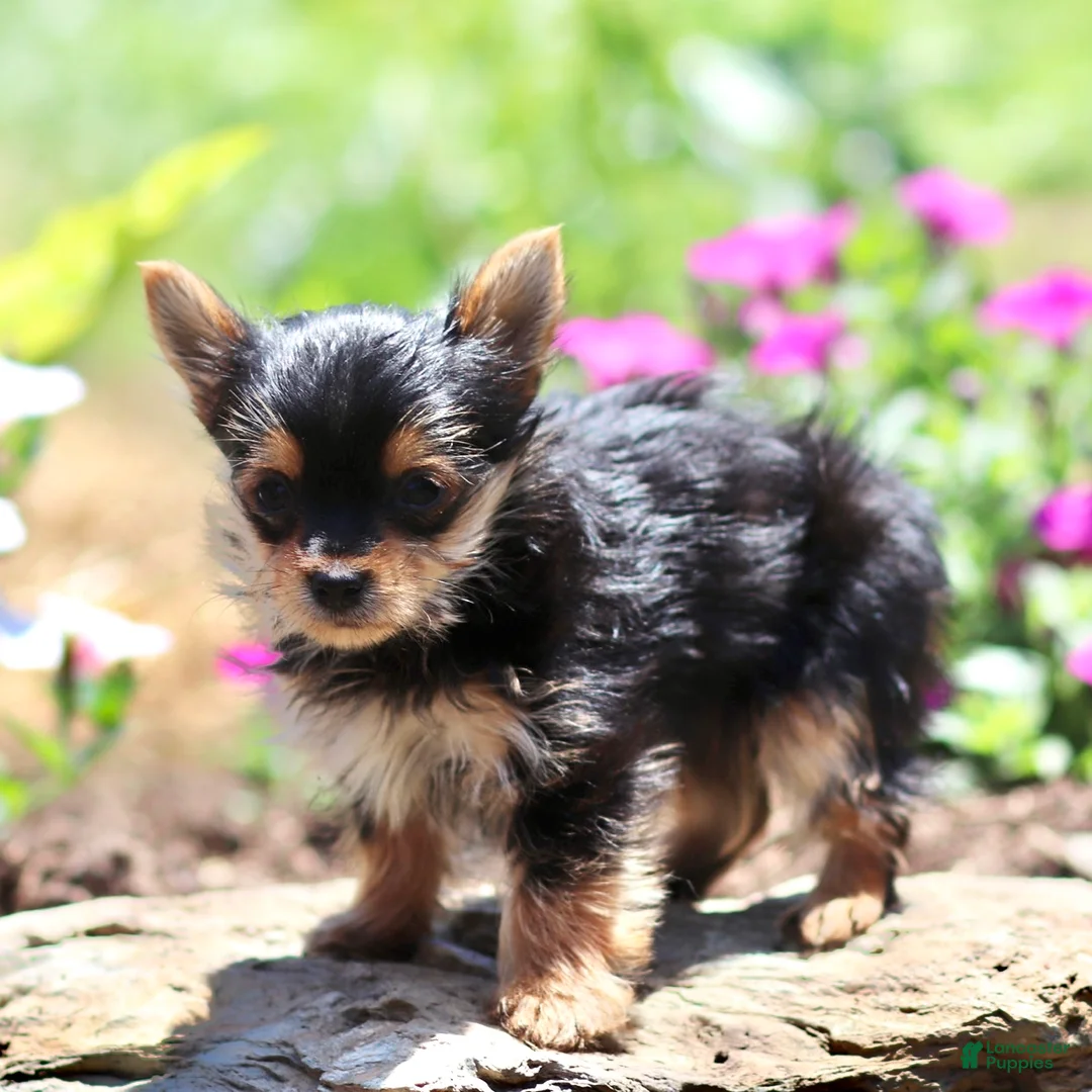 Yorkshire Terrier dogs for sale: Arlo - Ad 3