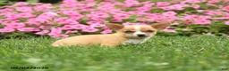 Chihuahua dogs for sale: Doc Snoopy - Ad 3