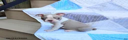 Boston Terrier dogs for sale: Roland - Ad 7