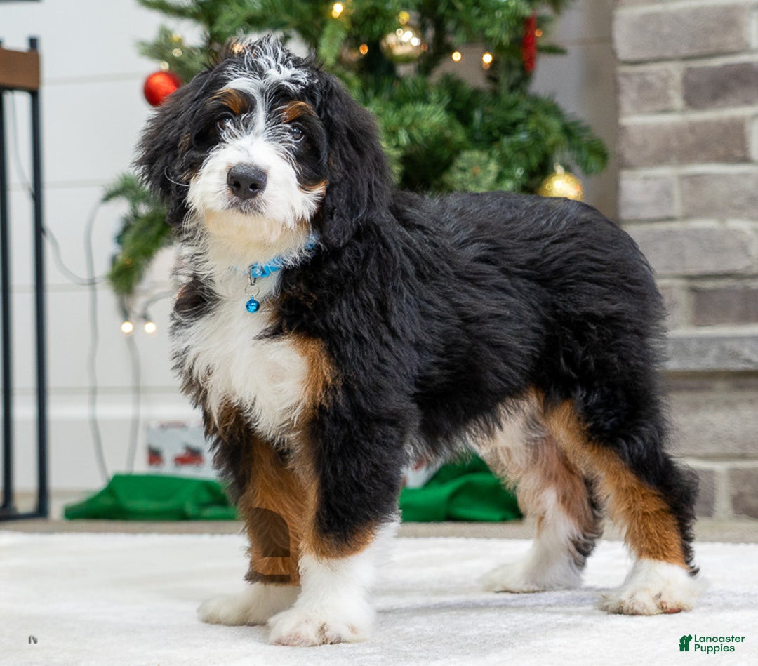 Mini Bernedoodle dogs for sale: Mable - Ad 1