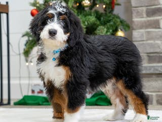 Mini Bernedoodle dogs Mable - Ad 33