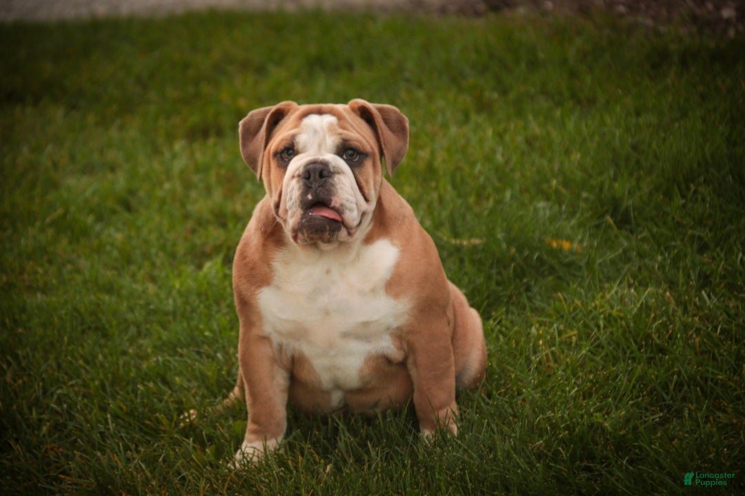 English Bulldog dogs for sale: Dream English Bulldog leash trained and crate trained - Ad 2