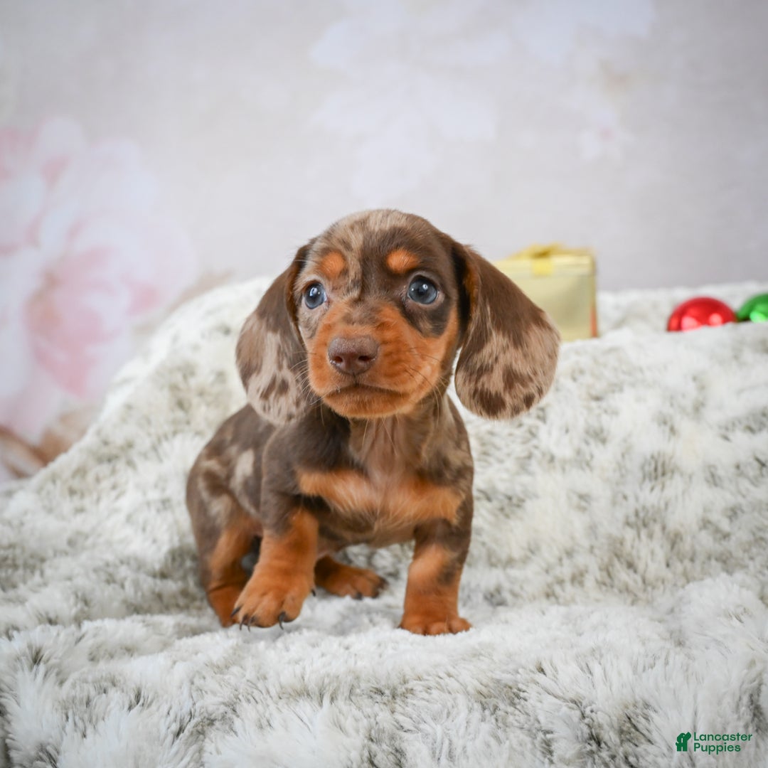 Miniature Dachshund dogs for sale: Mateo - Ad 3