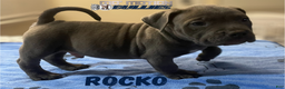 American Bully dogs for sale: Rocko - Ad 2