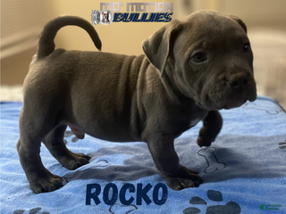 American Bully dogs Rocko - Ad 30
