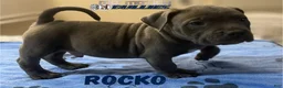 American Bully dogs for sale: Rocko - Ad 15