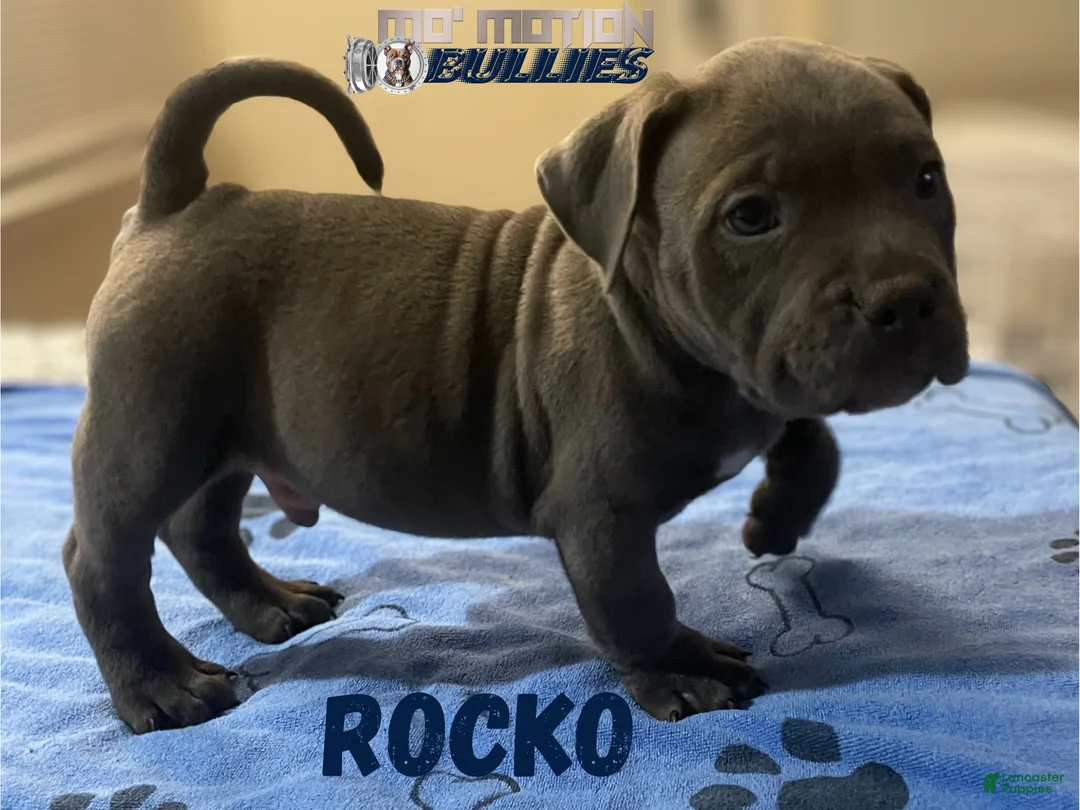 American Bully dogs for sale: Rocko - Ad 15