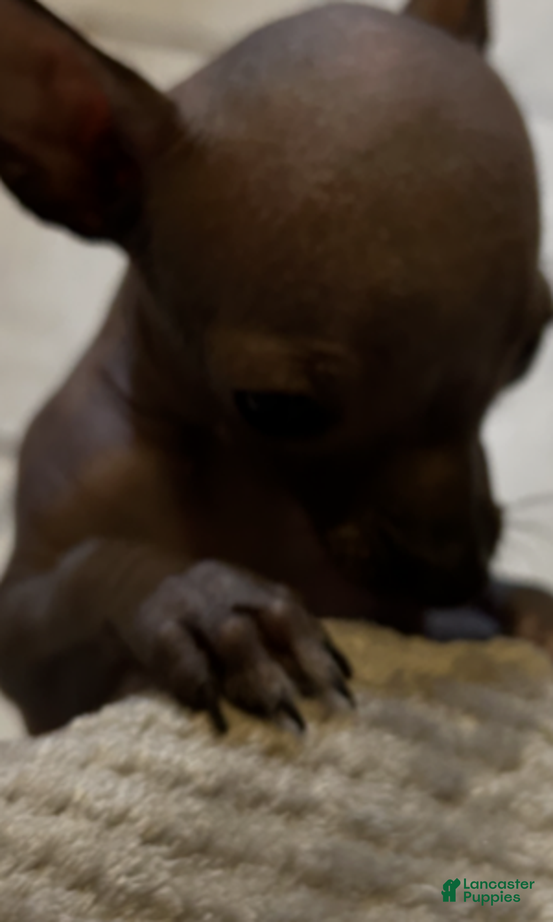 Chihuahua dogs for sale: Hairless male Chihuahua Puppy  - Ad 2