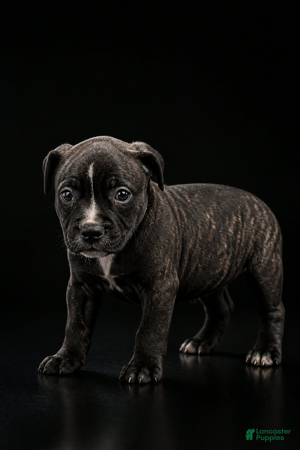 Mixed Breed dogs Mixed Breed 3 - Ad 7