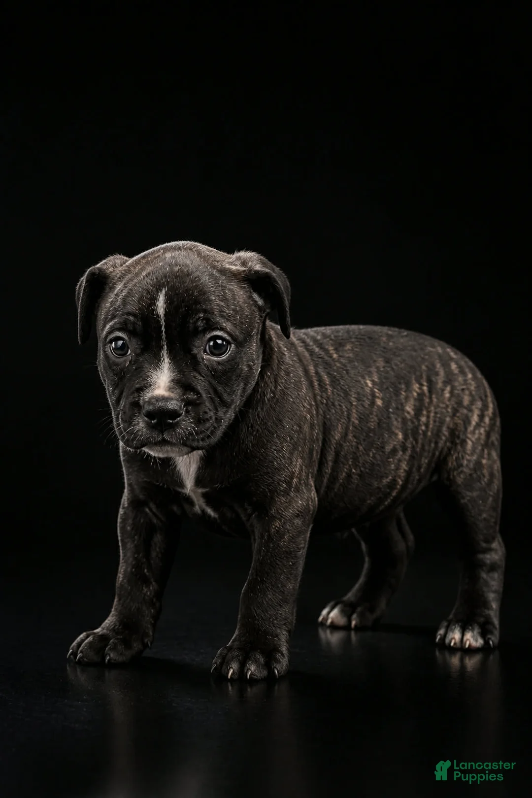 Mixed Breed dogs for sale: Mixed Breed 3 - Ad 1