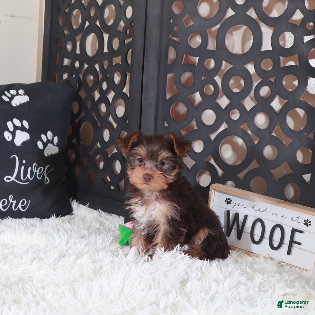 Yorkshire Terrier dogs for sale: Yorkshire Terrier Charlotte - Ad 5