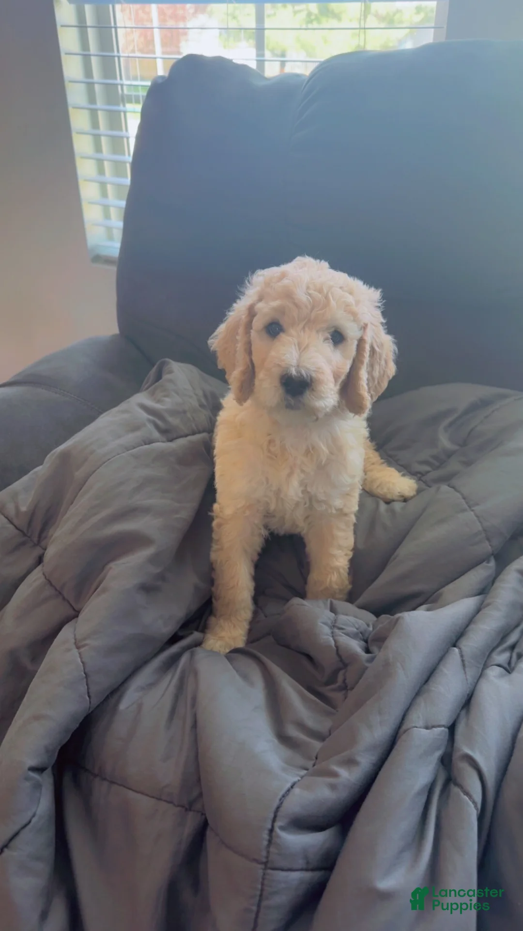 Goldendoodle dogs for sale: Goldendoodle Baby Boy Red - Ad 1